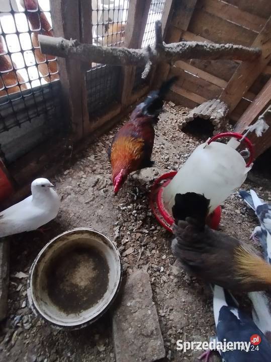 Kury zielononóżki 21 Szubin