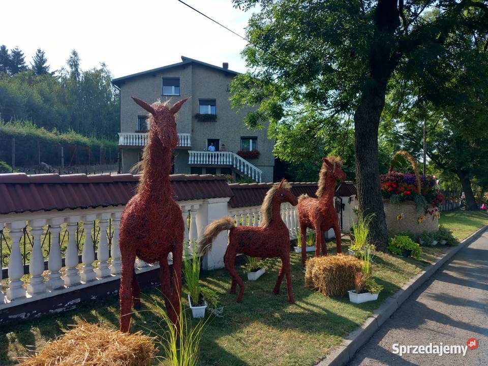 Konie na dożynki śląskie Racibórz