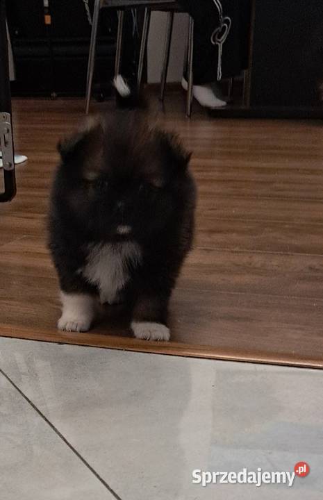 Szpic miniaturowy Psy wielkopolskie Środa Wielkopolska