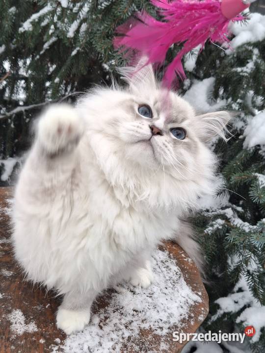 Sprzedam kocurka mazowieckie Żyrardów