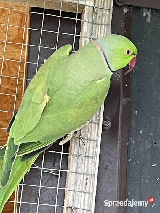 Sprzedam Aleksandretaę obrożę małopolskie Tarnów