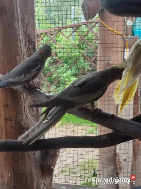 Sprzedam papugi nimfy z tego roku i trzy