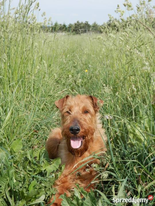 Terrier irlandzki rodowodowe szczenięta FCI Łódź