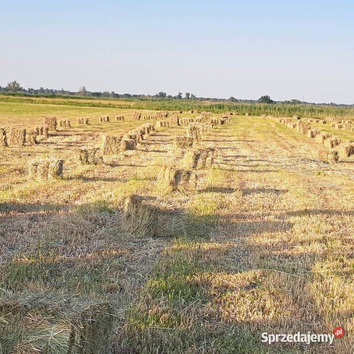 sprzedam siano w snopkach z lonki świeżo Szczawno sprzedam