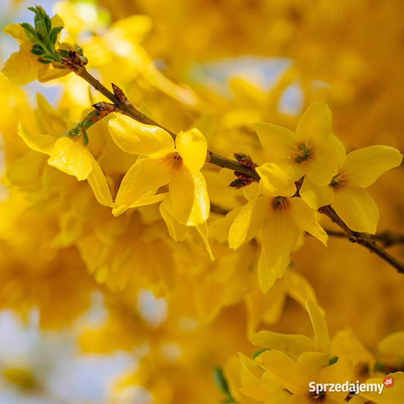 Forsycja Goldzauber Opole