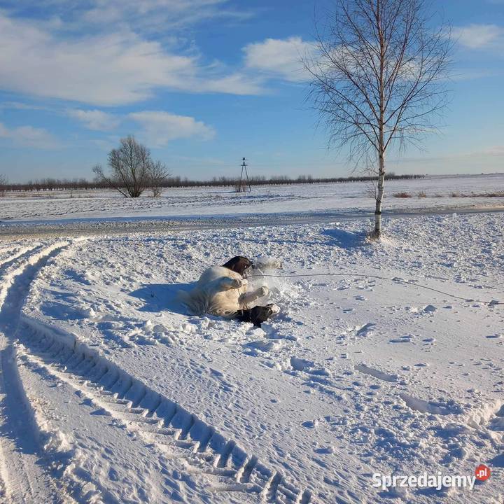 Ogier 15 roczny Włostów