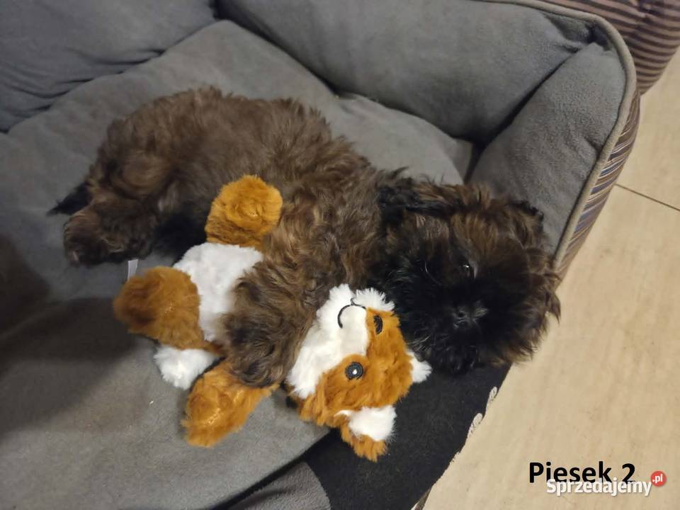 Sprzedam szczeniaczki Shih Tzu Nosów-Kolonie