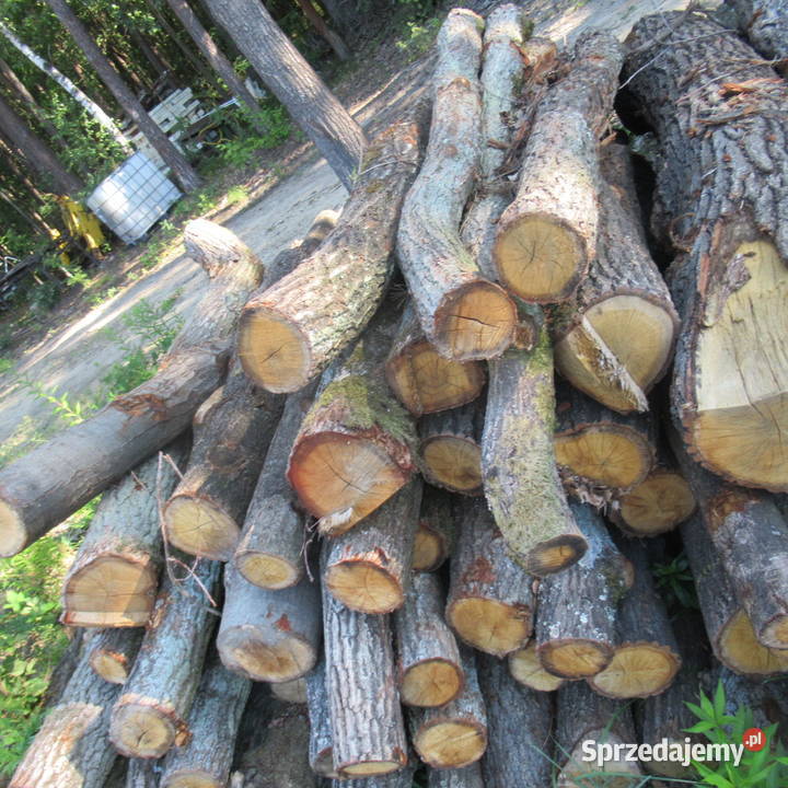 Dąb buk i grab wałkicieńszytańszy Luszowice