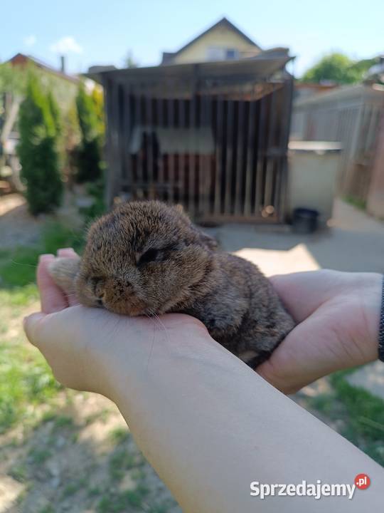 Króliczki Mini Lop Gryzonie Jaśliska
