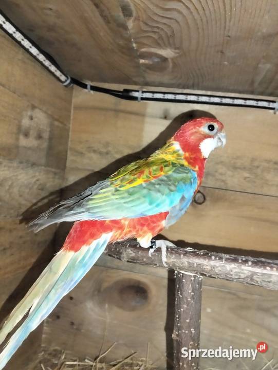 Rozlelle białolice Barcin