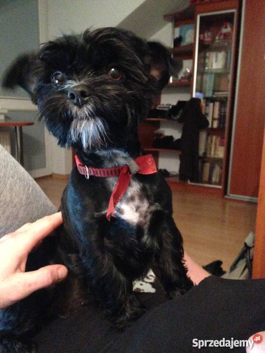 Sprzedam 3 szczeniaki mieszanka york i shihtzu podlaskie