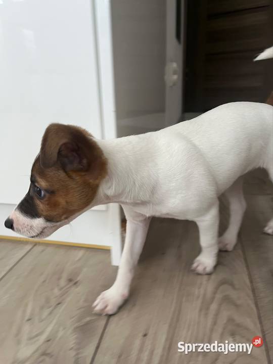 Sprzedamy szczeniaka rasy Jack Russell Terrier Wrocław