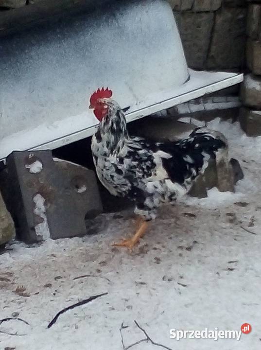 Koguty tęczanki tęczówki tenczanki Jezioro