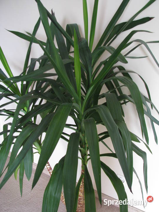 Juka piękny zdrowy duży kwiat doniczkowy 3pienny małopolskie Brzegi