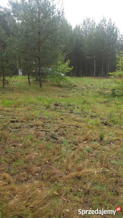 działka budowlana 4340m2 Przykory gmina Pniewy Przykory