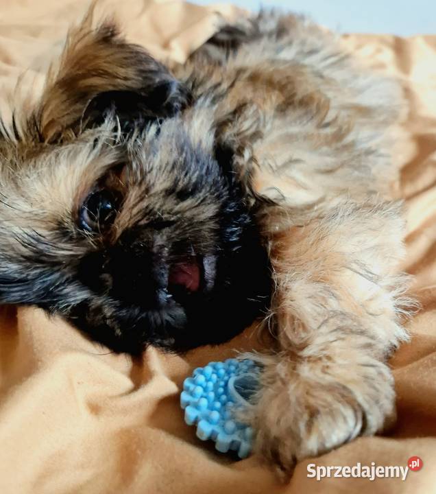 Yoko suczka Shih Tzu złota z czarną maską szuka mazowieckie