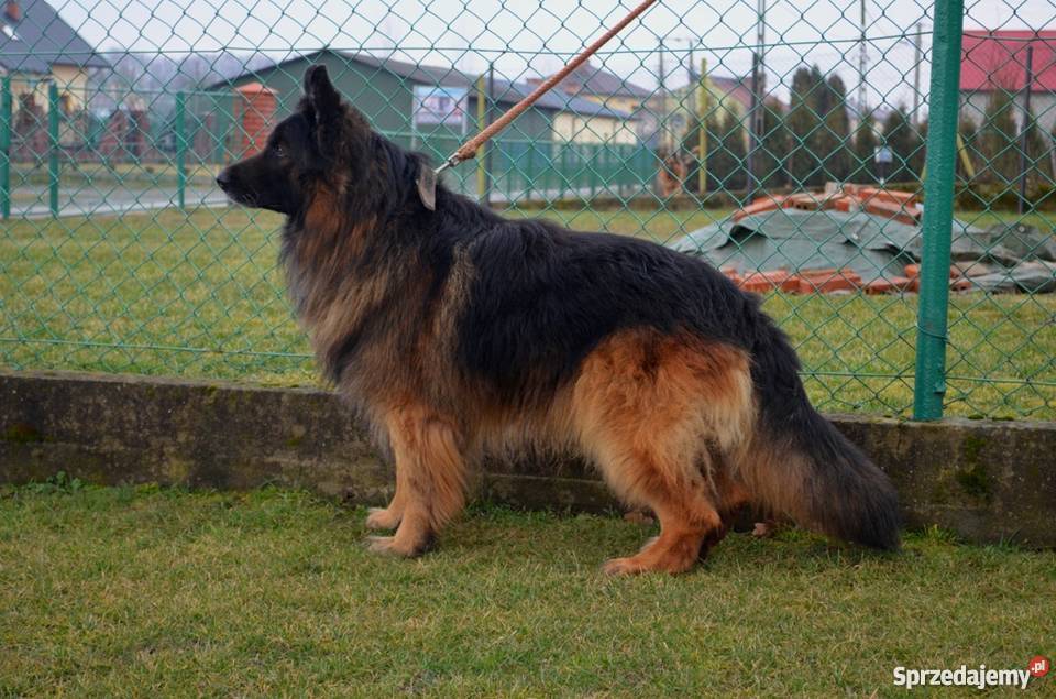Owczarek niemiecki długowłosy szczeniaki okazja Tarnobrzeg