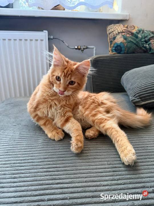 George Maine Coon Starogard Gdański sprzedam