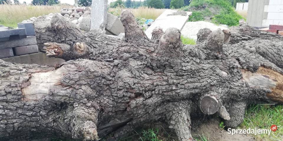Pień kłoda gruszy Ostrów Wielkopolski