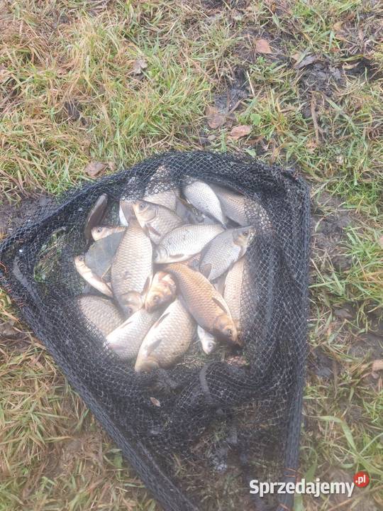 Krasie sprzedam Chmielnik sprzedam