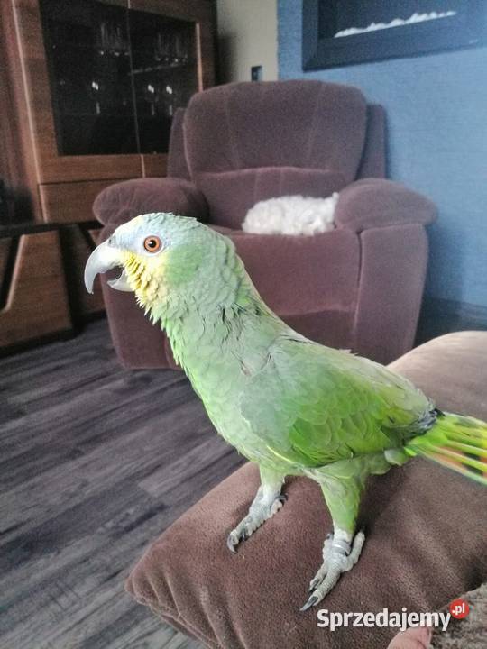 Amazonka modrobrewa oswojona Rybnik