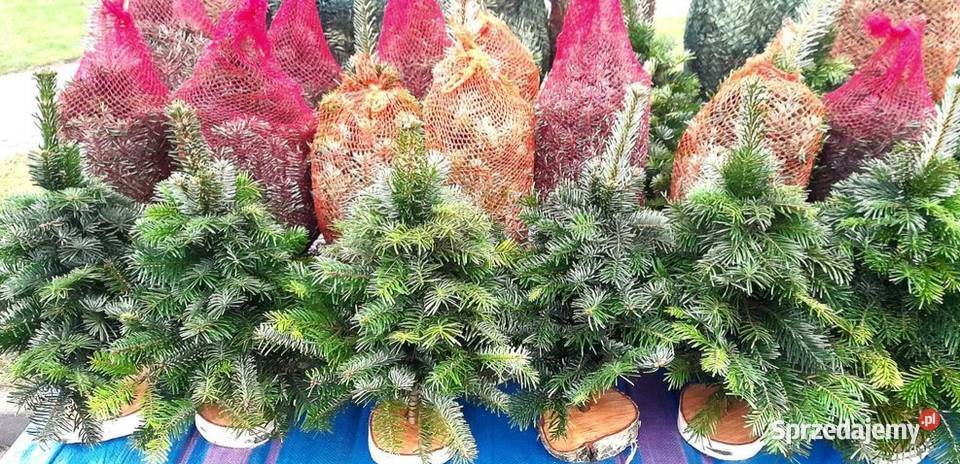 Choinka żywa świerk zwykły srebrny gałązki Częstochowa