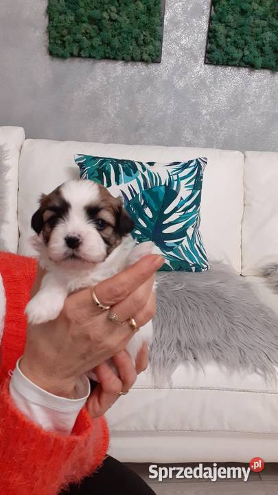 Shih Tzu Maltańczyk śląskie sprzedam