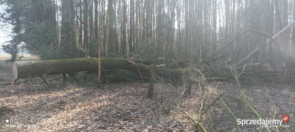 Gałęzie dębowe wycince drzewa dębowego Ryki