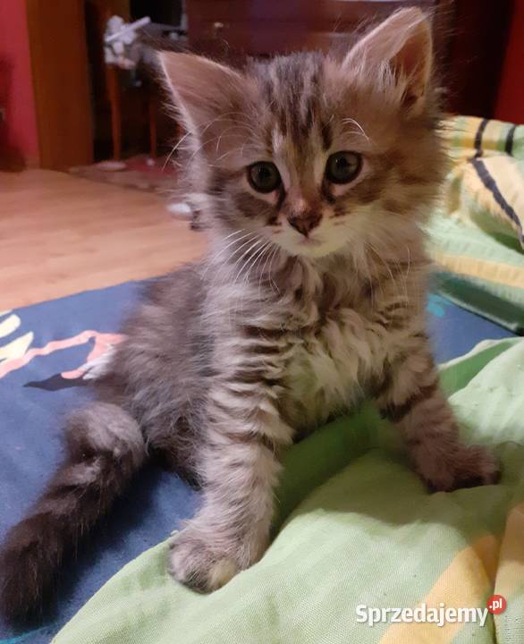 Przepiękna Kotka Syberyjska Gloria Sochaczew sprzedam
