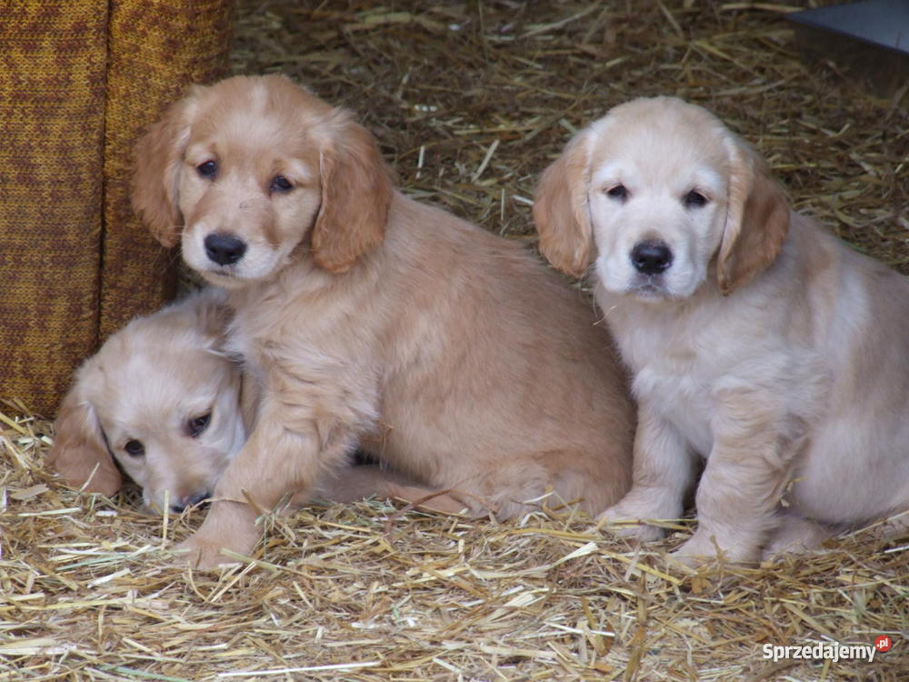złote szczeniakI Golden Retriever Suwałki