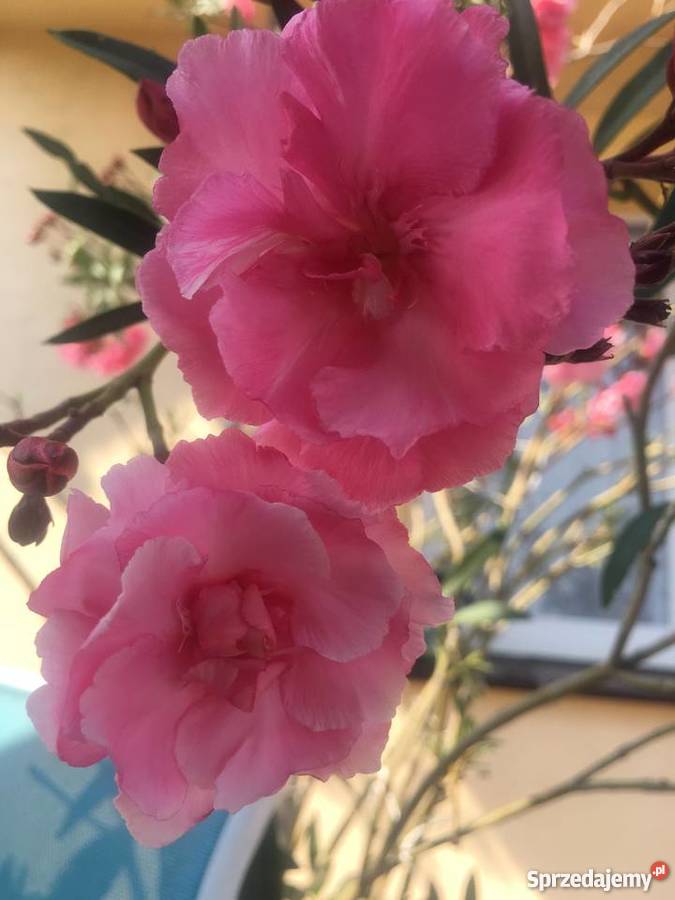 Sadzonki oleander o pachnących kwiatach na Brzeźnica