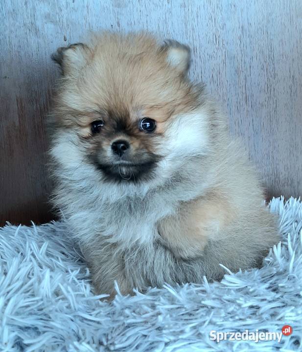 Szpic miniaturowy pomeranian suczka Pabianice sprzedam