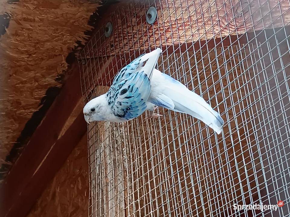 Rozelle białolice pary lęgowe Likwidacja hodowli Warszawa