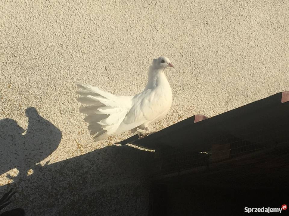 Pawik pawiki indyjskie Mogilno sprzedam