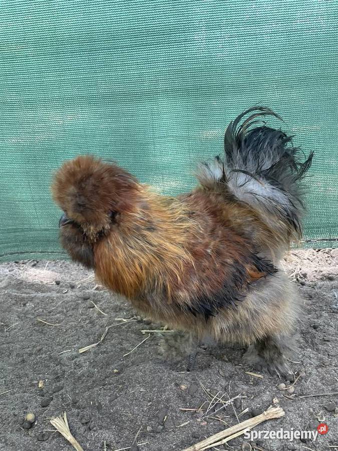 kura jedwabista koguciki silki różne umaszczenia Warszawa