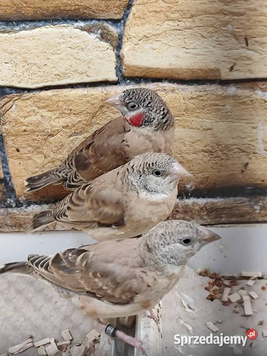 Amadyna obrożna 2025r Astryld Astryldy Myślenice