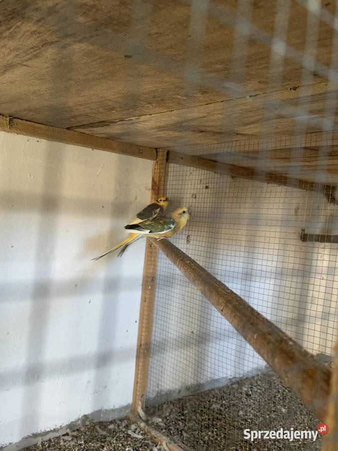 Papugi rozella królewska i świergoty orange szek Kolbuszowa sprzedam