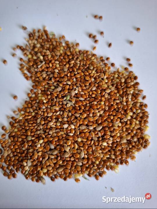 Proso czerwone Połaniec