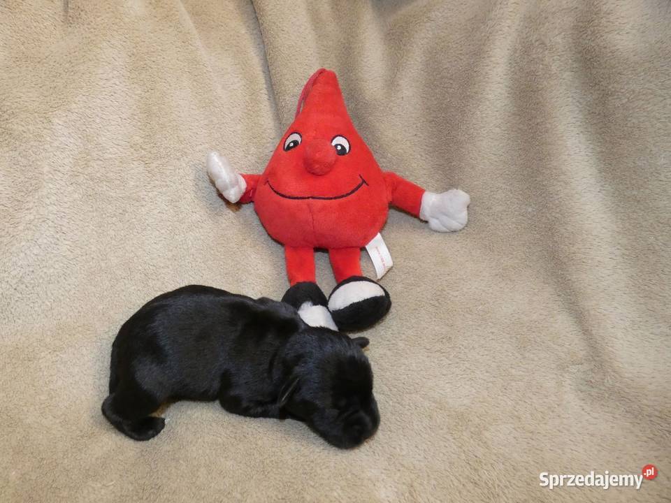 Sznaucer miniaturowy czarny ZKwPFCI Wrocław sprzedam