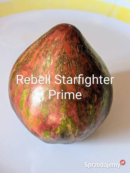 Pomidor z Syberii odporny na zarazę nasiona Dom i Ogród małopolskie Kraków sprzedam