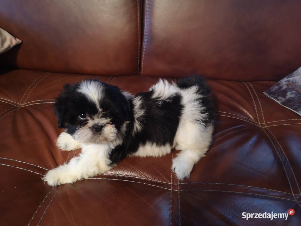 Szczeniaczki Rasy SHIH TZU SUCZKI I PIESKI Szczecinek