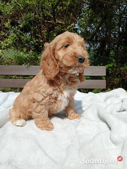 Cockapoo F1 suczki Pudel Cocker Spaniel Toruń