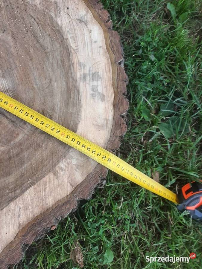 Plaster Orzecha Włoskiego 7075 Gruby 8 Na Stolik podkarpackie
