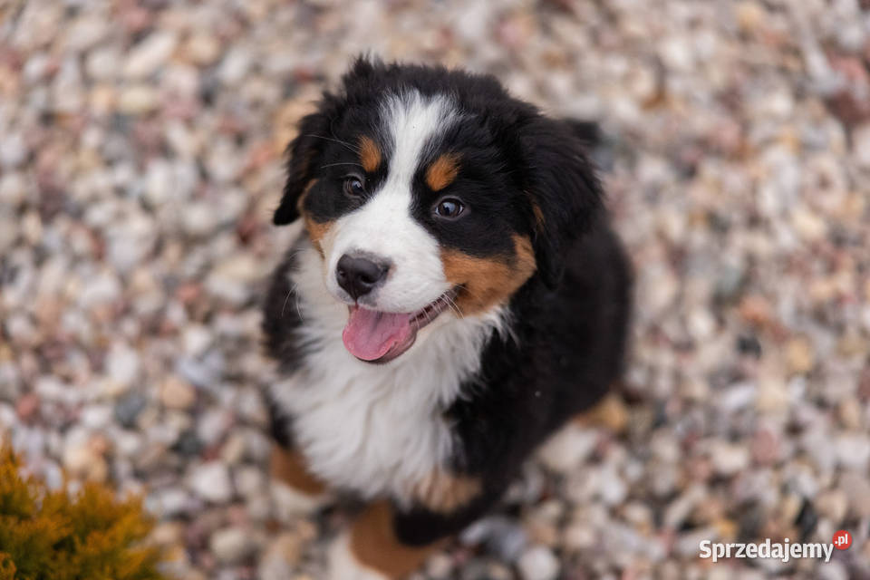 Szczeniaki Berneński Pies Pasterki Podlasie podlaskie Suwałki
