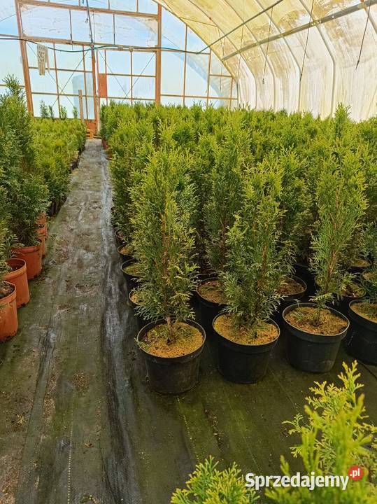 Tuja szmaradg Święcice