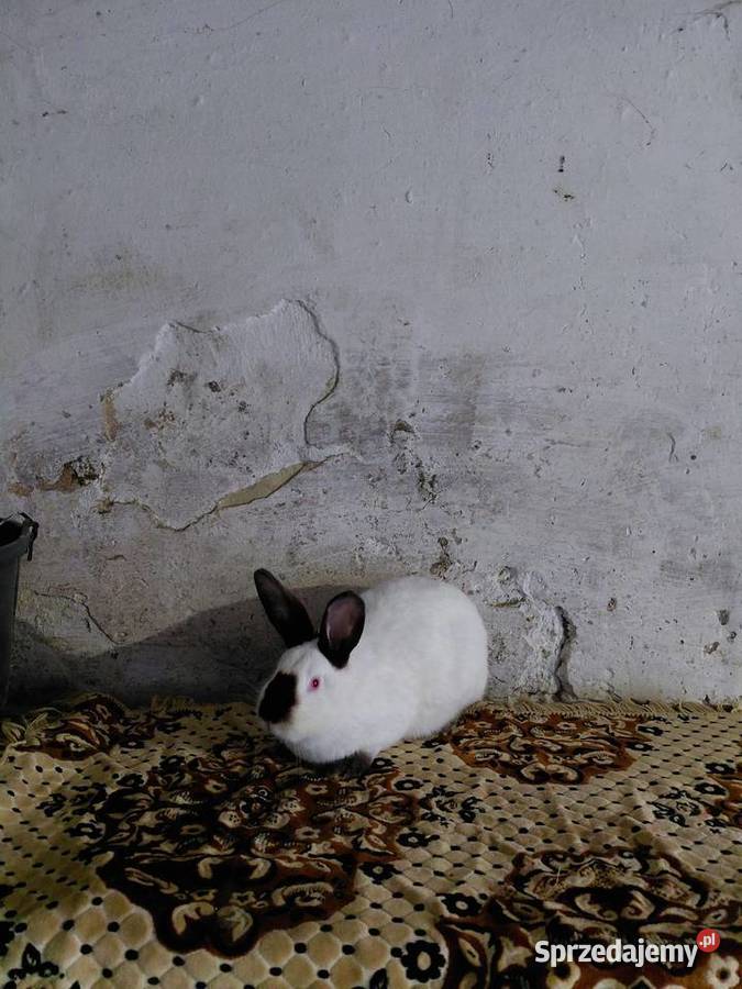 Samica Kalifnijski Czarny