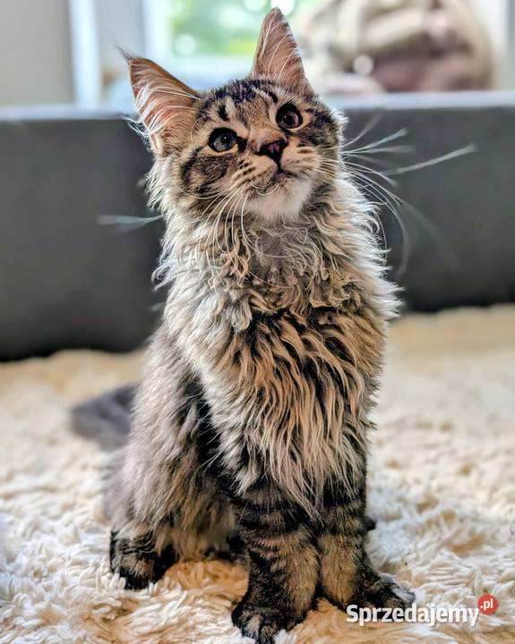 Kocięta Maine Coon z hodowli FIFe FPL rodowód Wrocław