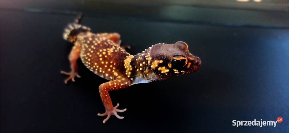 underwoodisaurus milii małopolskie Kraków