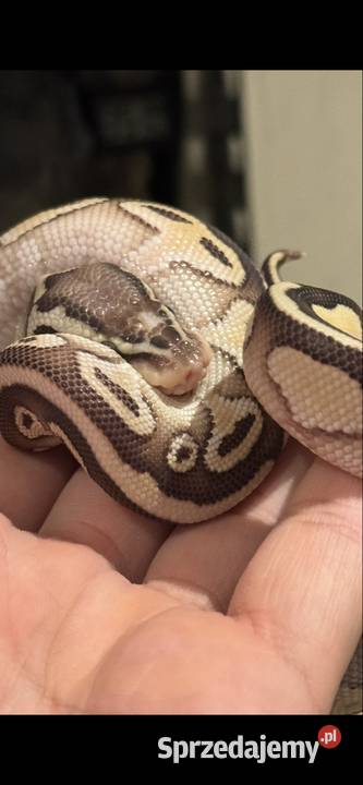 Pyton królewski Lesser Hurricane śląskie Siemianowice Śląskie