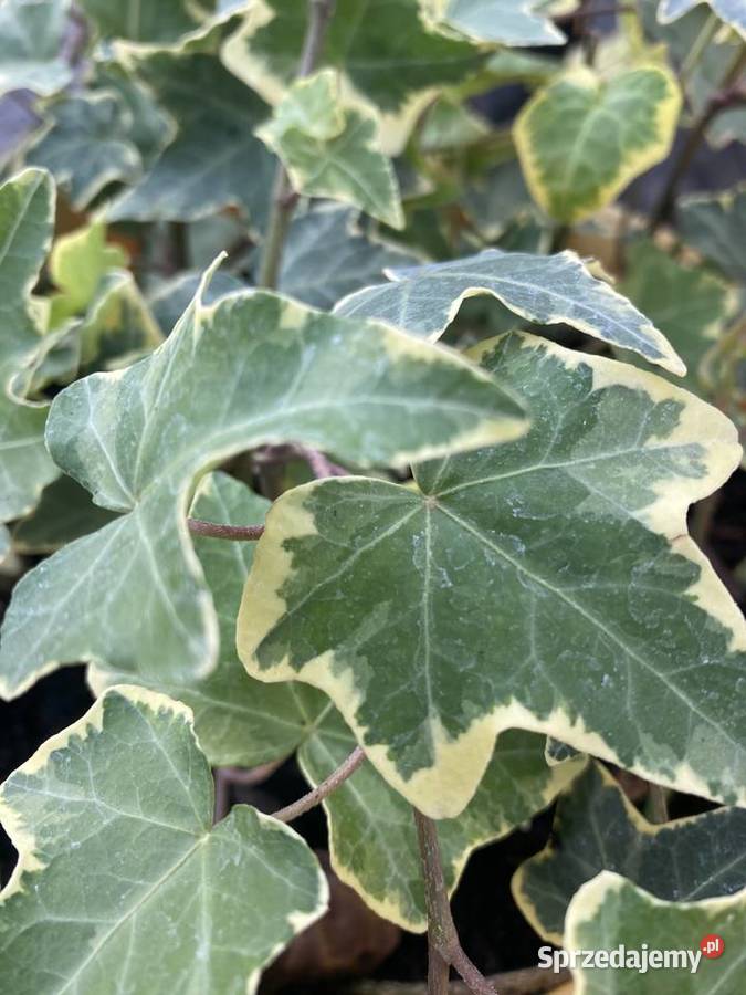 Bluszcz dwukolorowy Variegata Pnący lubelskie Lublin